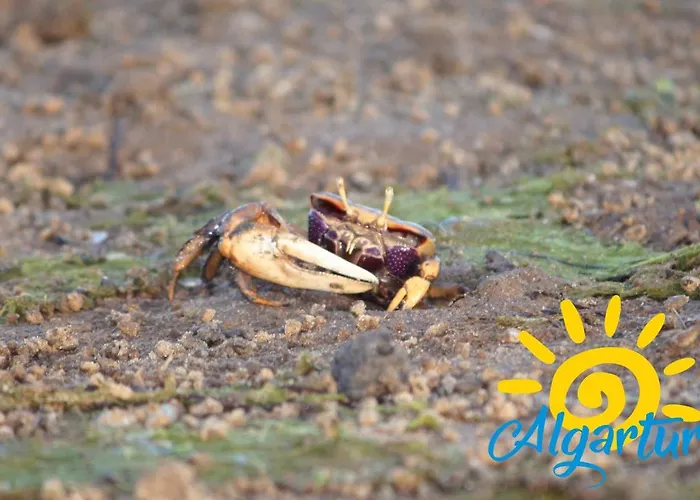 Santa Luzia Mar 2Bdr - Pool - Wi-Fi - Bbq Santa Luzia (Tavira)